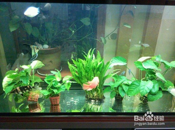 进行单养的具体步骤与方法