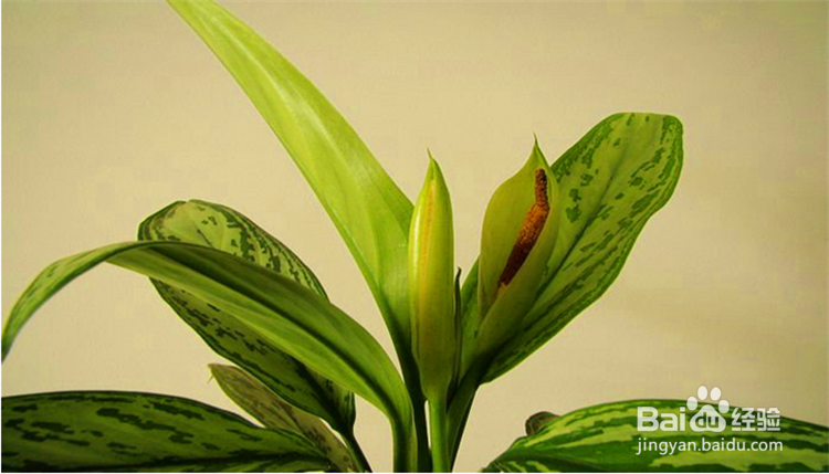 8种室内净化甲醛的盆景植物
