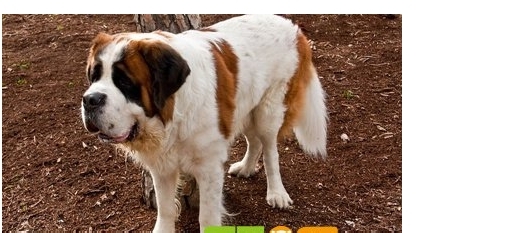 圣伯纳犬怎么训练有什么方法技巧