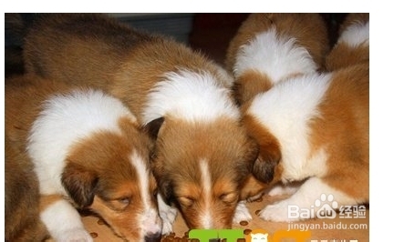 苏格兰牧羊犬拒食怎么训练？