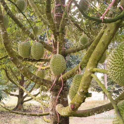 榴莲树(榴莲树北方能种植结果吗)