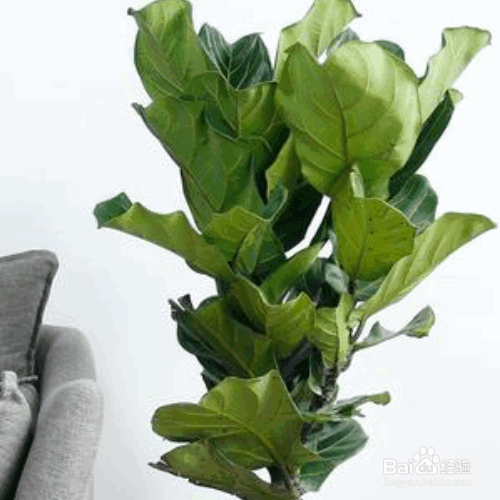 琴叶榕的养护要点及注意事项