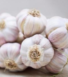 哪些植物可以提取精油