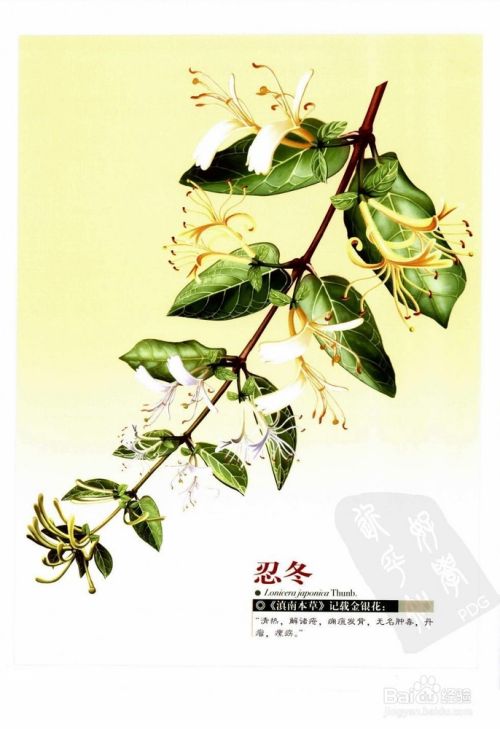 我们身边有哪些中药:[27]忍冬