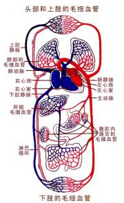 你的微循环还好吗