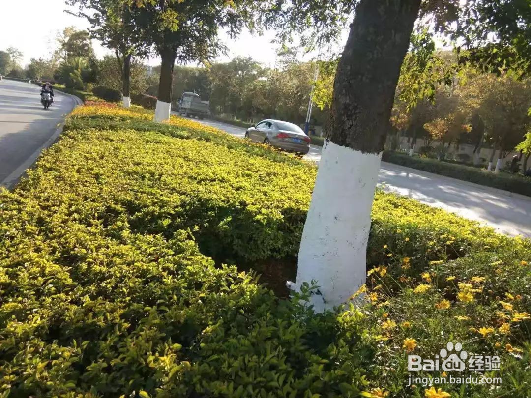 冬天树干刷白灰起什么作用