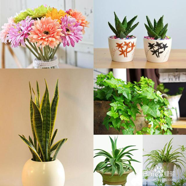 甲醛的危害你知多少？去除甲醛最好的方法