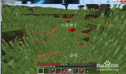 我的世界怎么找到马，怎么喂马？