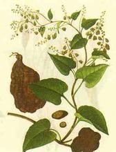 防止脱发食疗法