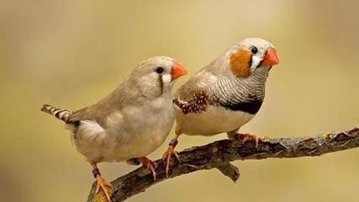 刚出壳的珍珠鸟怎么养