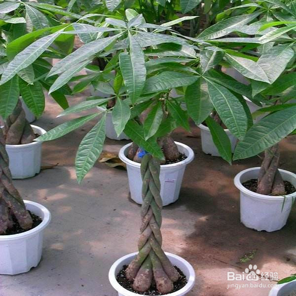 分享发财树的养殖方法和注意事项