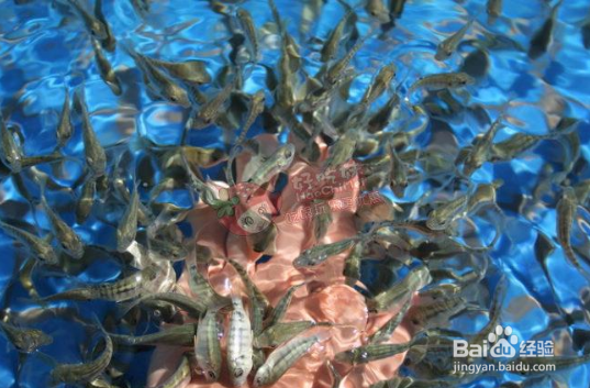 亲亲鱼为什么吃脚