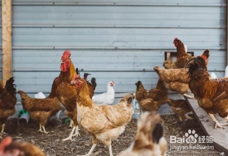 豆腐渣喂鸡禁忌