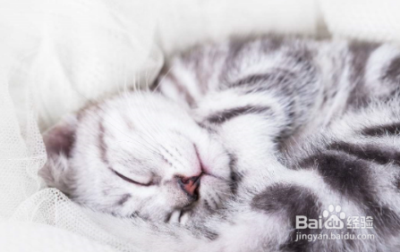 母猫没有奶怎么办