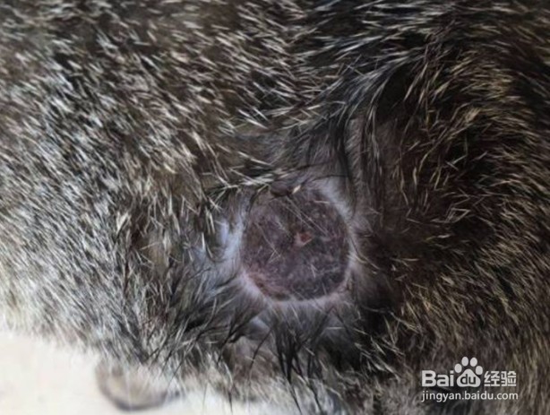 猫癣有皮屑是严重了么-百度经验