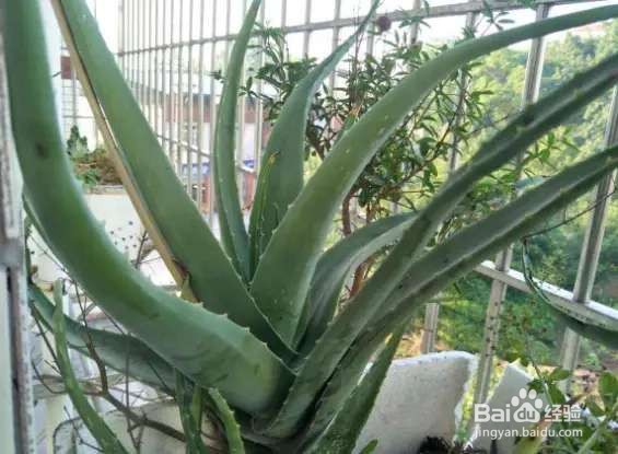 夏天蚊子泛滥,切片芦荟涂蚊子包,立马就不痒了