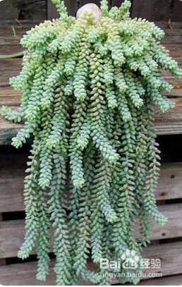 玉缀多肉怎么养才能爆盆？