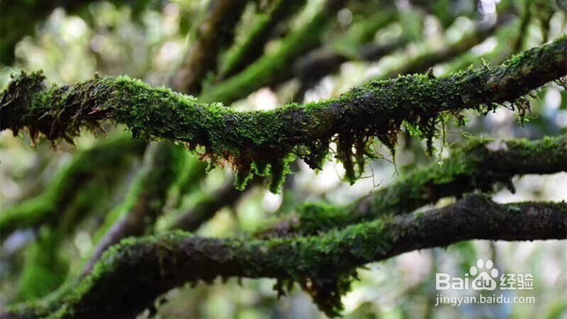 承宋单丛名贵古茶树如何人工护理