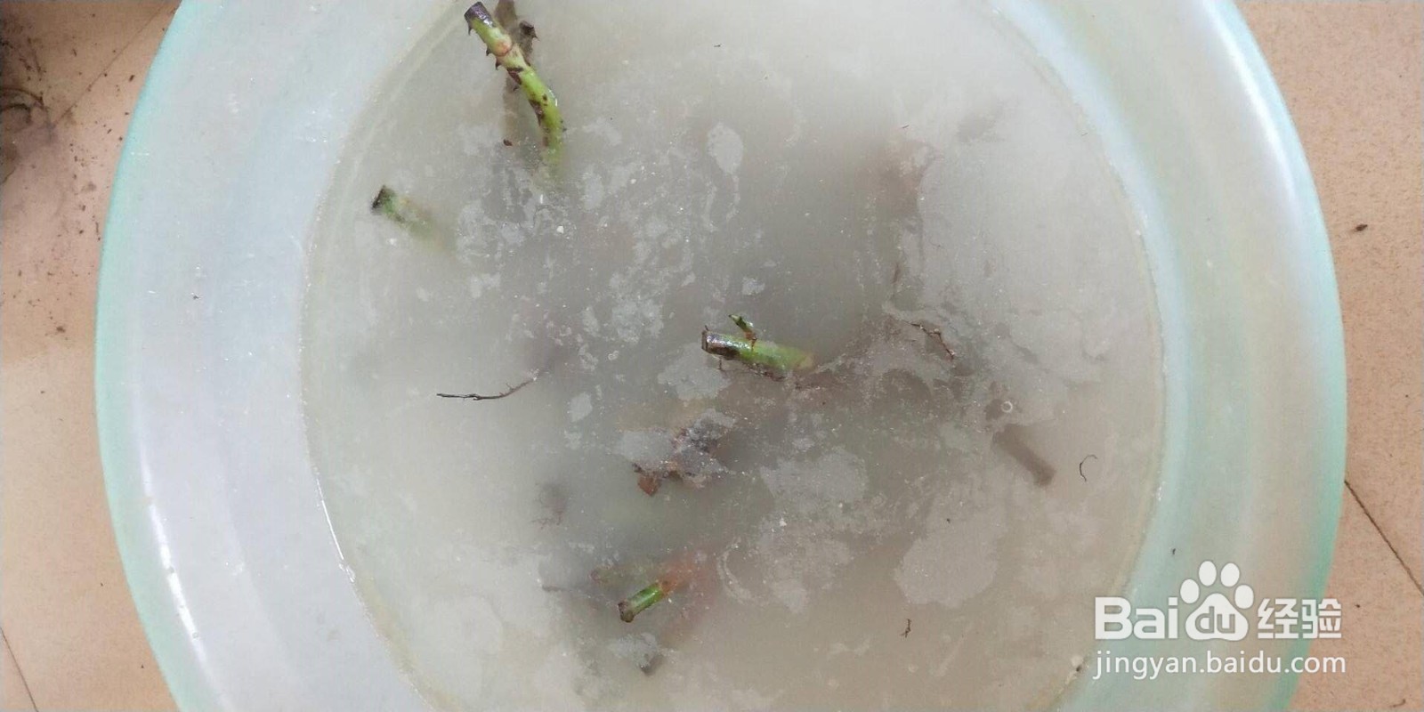 玫瑰花种植多久浇一次水教程