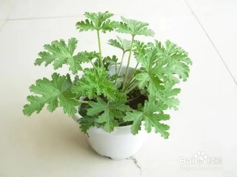 将吃剩下的果皮，简单一处理养花，植物越长越旺