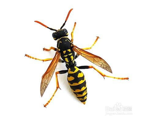 被蜂子蛰了怎么消肿