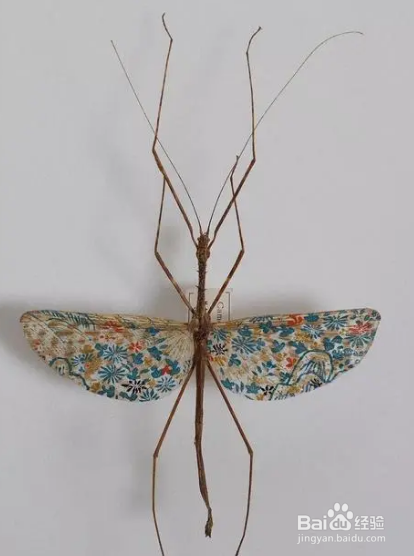 昆虫标本制作方法