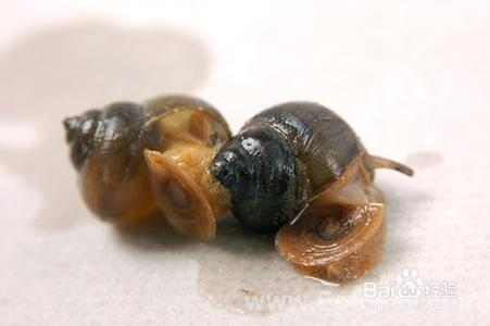 哪些食物一起吃会相克(13)