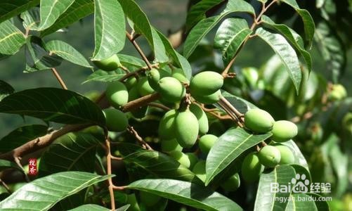 夏天吹空调嗓子疼是为什么