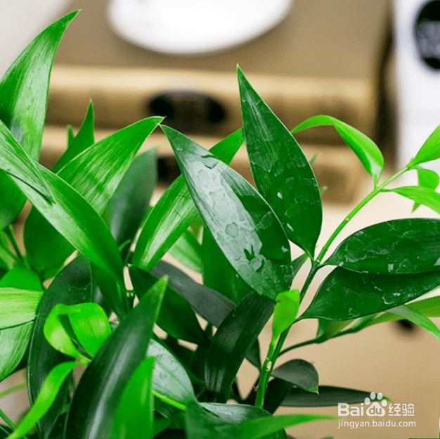 竹柏叶子干枯怎么补救