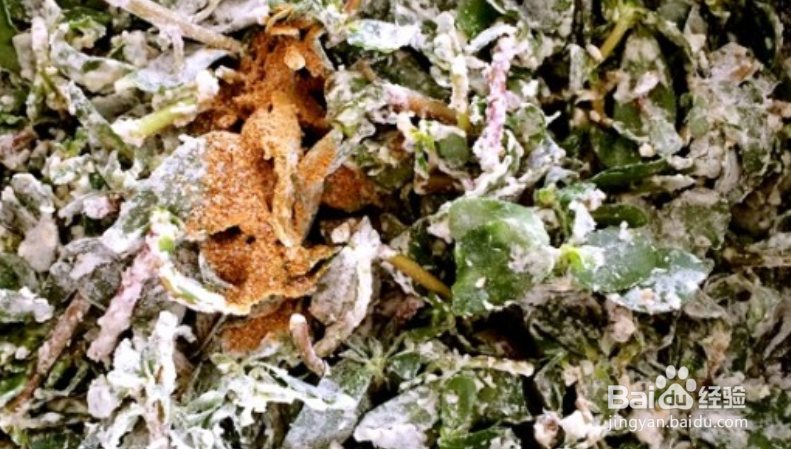 马齿苋素馅怎么做好吃