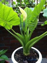 水培滴水观音 千手观音植物水培方法