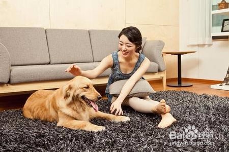 如何选择宠物美容学校