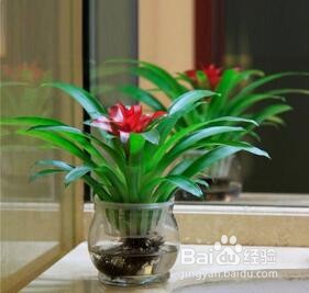 水培植物怎么养才能更旺盛