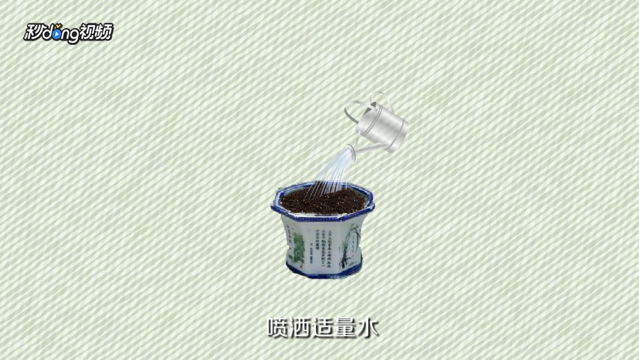 柠檬籽怎么种小盆栽
