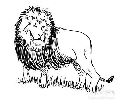 如何画只狮子——加菲的吃货生活