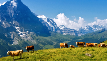 有机奶粉哪种好？ 教你几招挑选小妙招