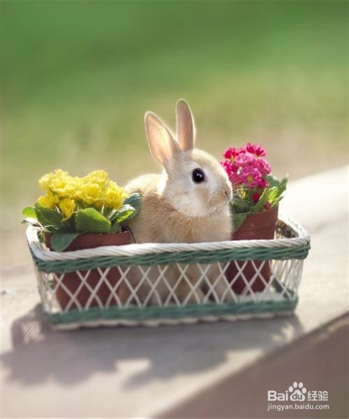 阳台上空间太小，怎么种菜种花才能省空间？