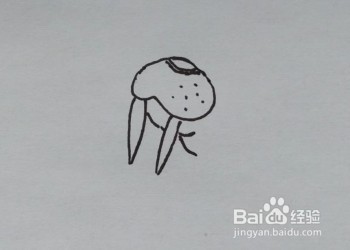 儿童简笔画：如何一步一步画一头海象