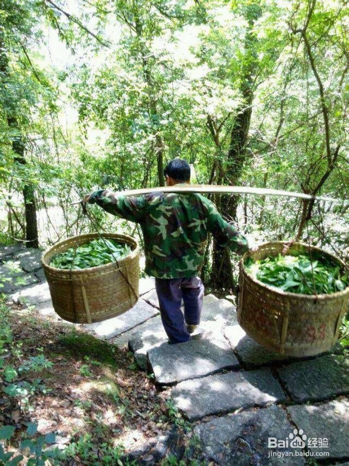 如何正确的饮用大红袍、正山小种茶及些许功效