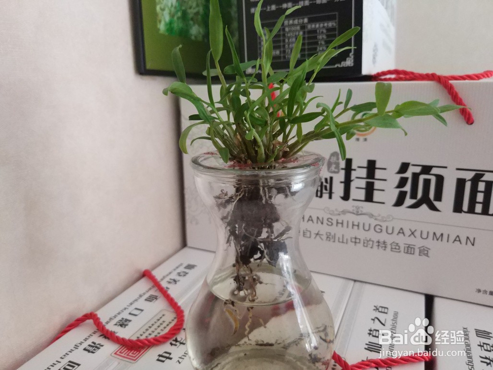 霍山石斛和米斛的水培栽养植方法介绍