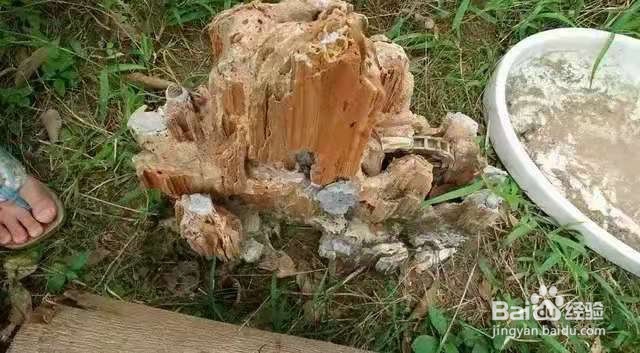 垃圾桶里一堆“贵货”花，丢人也要捡