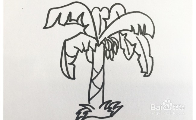 怎么画一棵芭蕉树？