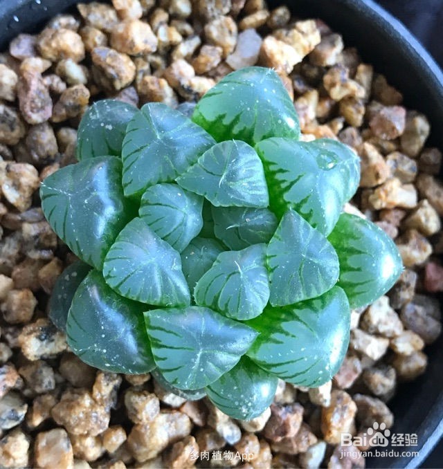 冰灯玉露怎么养