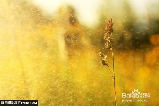数码相机—花卉拍摄技巧