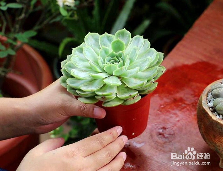 多肉夏天浇水的正确方法