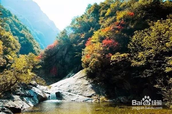 赏枫叶好去处——河南家门口赏枫叶攻略