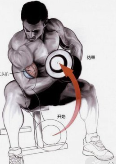 肱二头肌锻炼方法