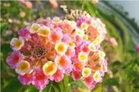 七种严禁入室的花草