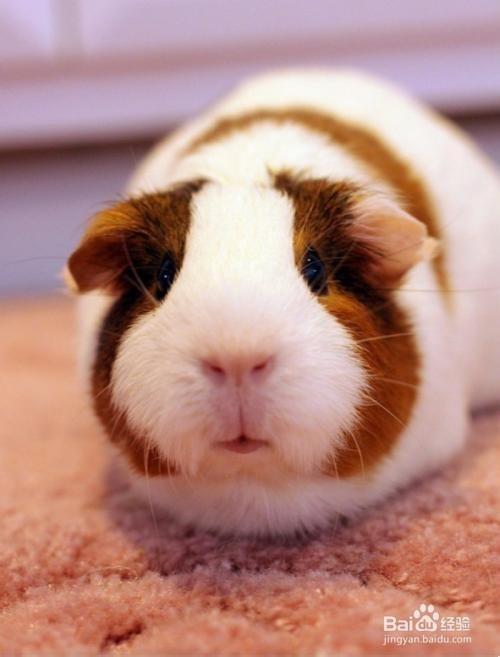 荷兰猪绝育要注意什么?