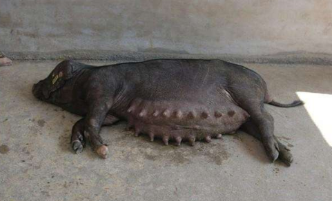 老母猪带胸罩——打一名词